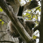 Baby Great Horned Owls April 2009, testing wings