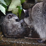 Baby Raccoon fell in the water