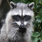 Baby Raccoon saying its Prayers