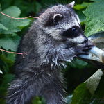 Baby Raccoon Standing