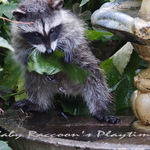 Baby Raccoon's Playtime