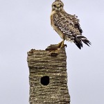 Baby Red Shouldered Hawk