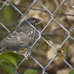 Baby Robin in the Fence