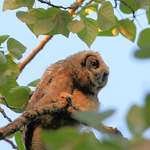 Baby Gt Horned Owl, 100 feet  up, in the Wild