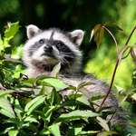 Baby Raccoon in high places