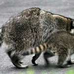 Baby Raccoon now leading blind Mama