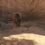 baby monkey
