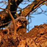Wild Baby Owl Waves Hello