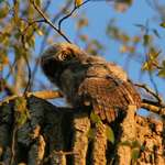 Here's Baby Owl, Adorable One, displaying his Wing