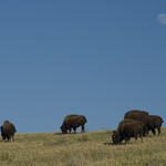 Badland grazing
