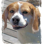 Bagel the Beagle
