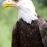 Bald Eagle Left Profile