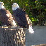 bald eagle