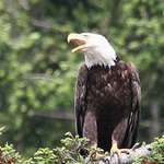 Bald Eagle announces arrival