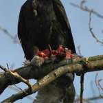 King of the Sky - Bald Eagle