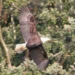 Bald Eagle - huge wingspan