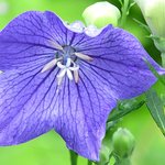 Balloon Flowers