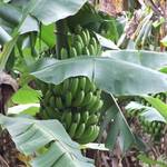 Banana Bunch