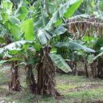 Banana Tree