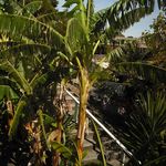 bananna tree