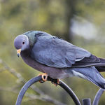 Band Tailed Pigeon beauty
