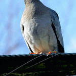 Band Tailed Pigeon, (type of Dove)