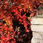 Barberry In November (2)