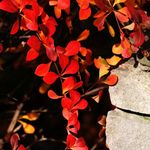 Barberry In November