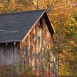 autumn shadows