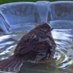 Bath Time