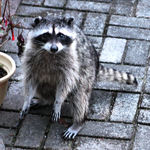 Battle Scarred Mama Raccoon