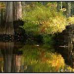 Bayou Dreams