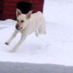 Beau snow dog