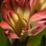 Beautiful Flower