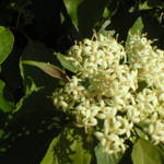 Cluster of White Wild Flowers