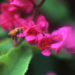 Impressionist Bee