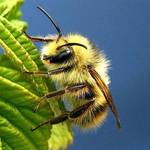 honey bee