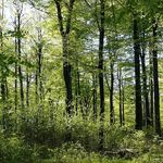 Beech wood