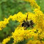 bee on goldenrod