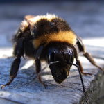 Bumble Bee
