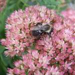 Bee On Pink