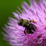 Bee on Thistle