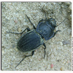 Big Beetle