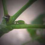 Green Beetle