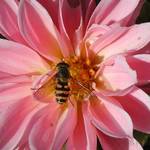 Bee on flower