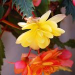 Begonia Blossoms