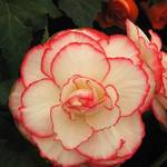 Begonia 1