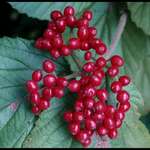 Red Berries