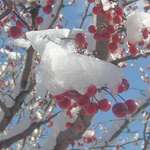 Icy Berries