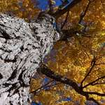 Big Tree